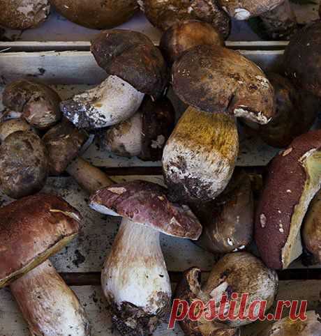 Нужно ли мыть лесные грибы