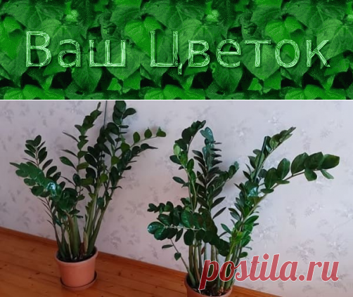 Удобрение для замиокулькаса – чем подкормить долларовое дерево в домашних условиях для роста