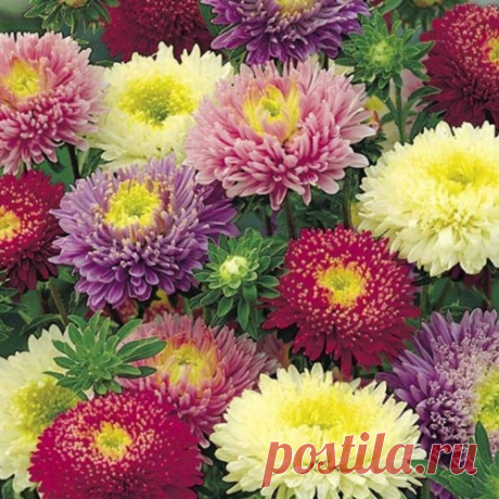 Рассада астр - все тонкости процесса