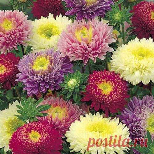 Рассада астр - все тонкости процесса