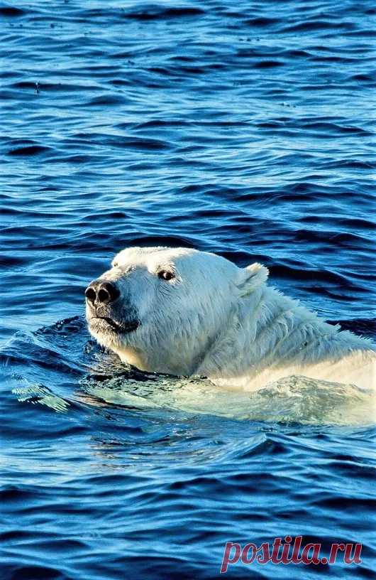 Мишка косолапый / cute bear – Google+