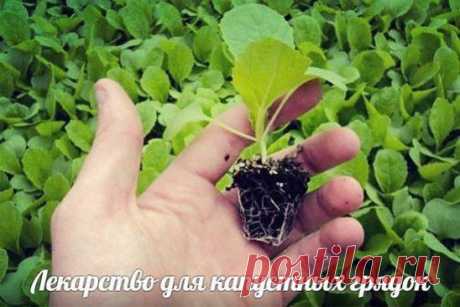 (1) Одноклассники