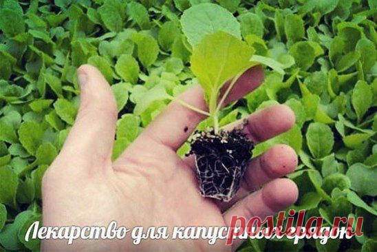 (1) Одноклассники
