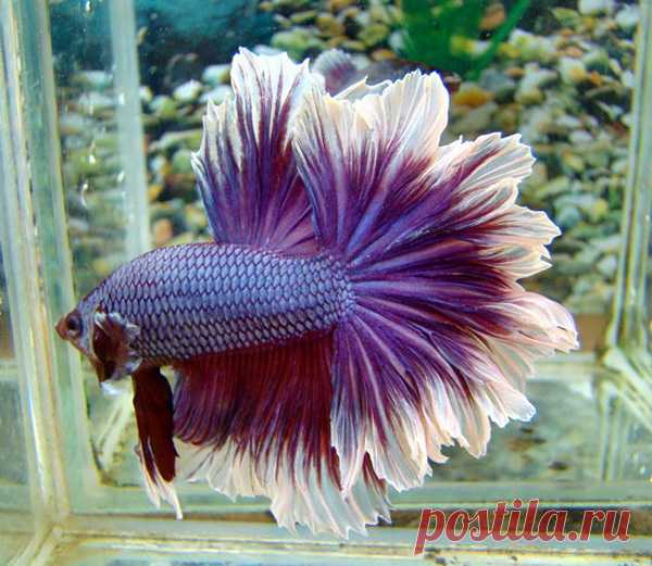Петушок, сиамская бойцовая рыбка (Betta splendens)