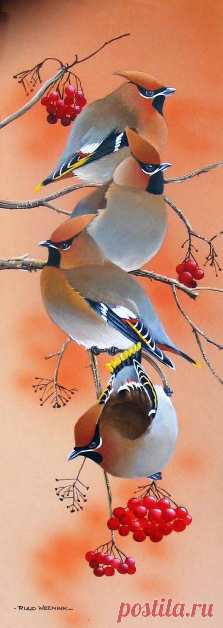 Пернатые. Художник Ruud Weenink