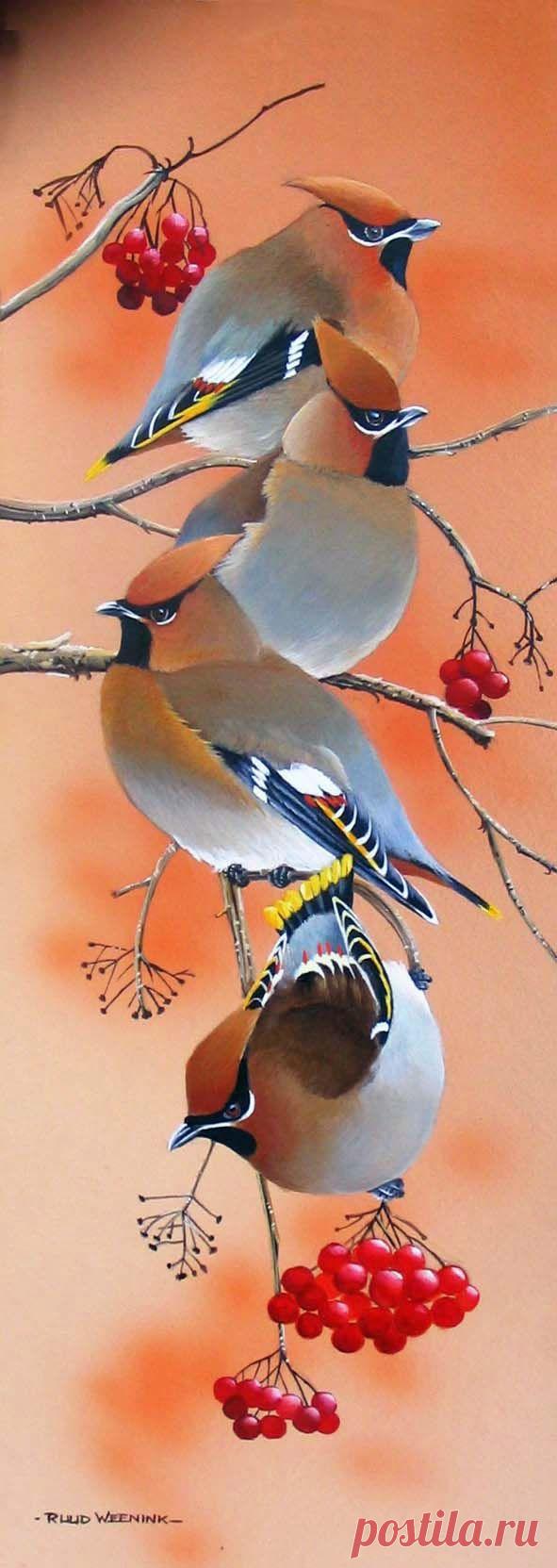 Пернатые. Художник Ruud Weenink