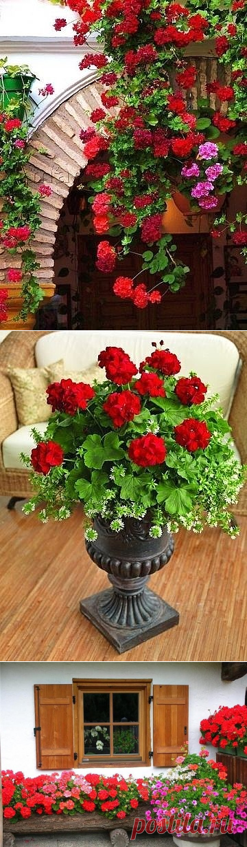 (63) Одноклассники