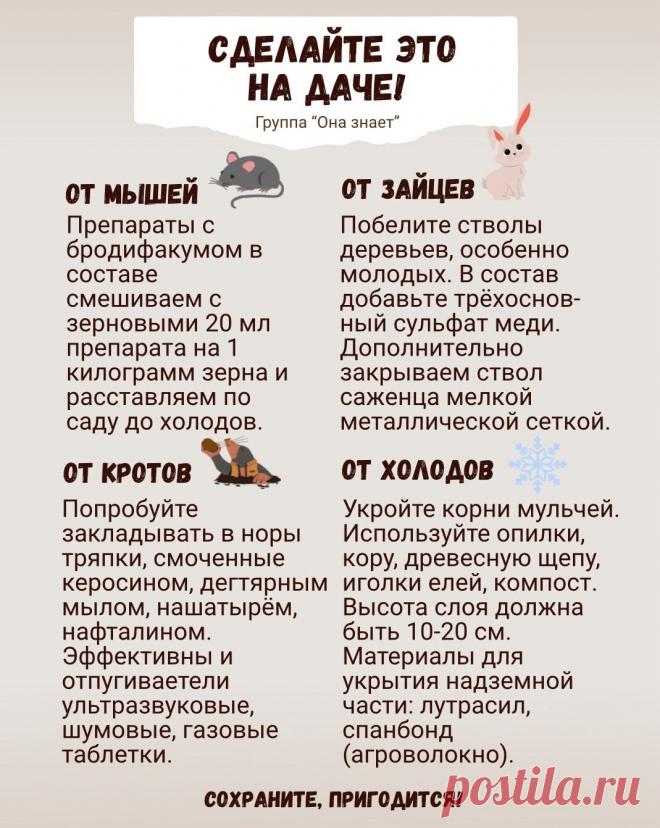 Что нужно успеть сделать на даче до холодов
Полезная памятка для вас. Расскажите, как вы готовите дачу к зимнему сезону?