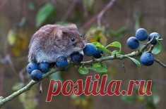 50 поразительных фактов о котиках / Surfingbird знает всё, что ты любишь