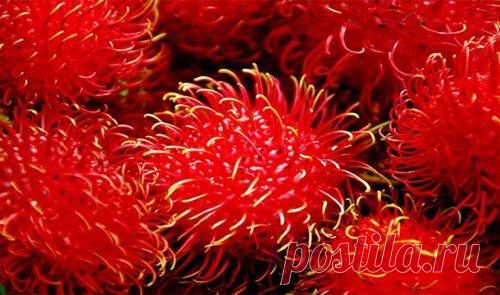 Самые странные фрукты в мире