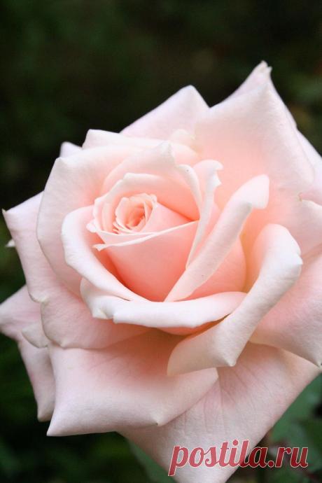 Soft Pink Rose | Flowers ~ Roses
