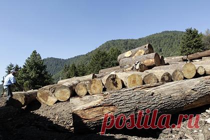 В мире перестало хватать дерева. Цена на древесину в последнее время резко выросла — мировые компании борются за поставки лесоматериалов, по завершении локдауна активно разворачиваются новые стройки, стремительно повышая спрос. Однако поставщики не силах удовлетворить растущие потребности заказчиков, наступил глобальный дефицит.