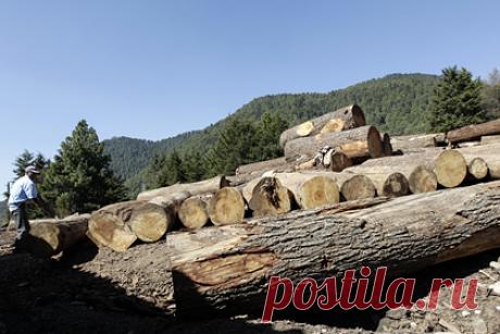 В мире перестало хватать дерева. Цена на древесину в последнее время резко выросла — мировые компании борются за поставки лесоматериалов, по завершении локдауна активно разворачиваются новые стройки, стремительно повышая спрос. Однако поставщики не силах удовлетворить растущие потребности заказчиков, наступил глобальный дефицит.