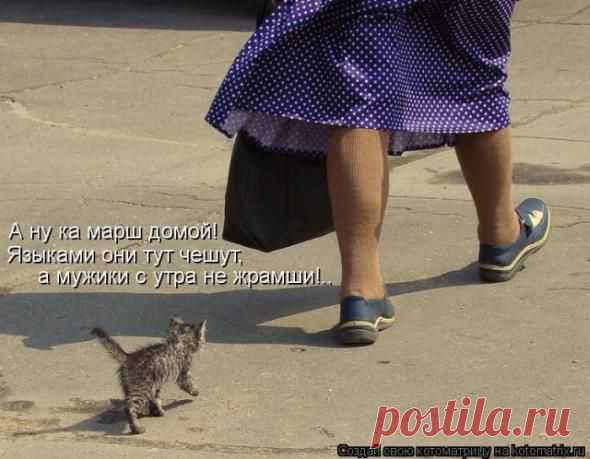 Мурзик не боялся