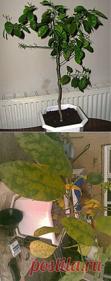 Как вырастить лимон