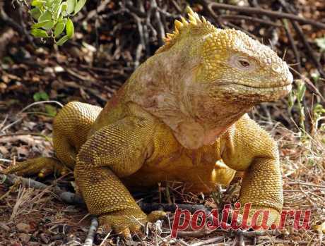 Путешествие на Галапагосские острова