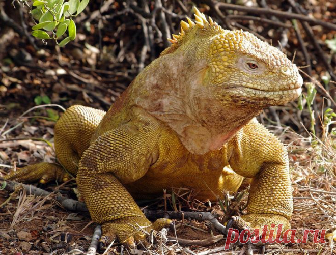 Путешествие на Галапагосские острова