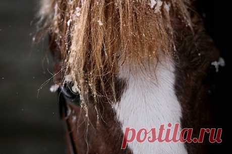 photo: лошадко | photographer: Kuznetsov Kirill | WWW.PHOTODOM.COM