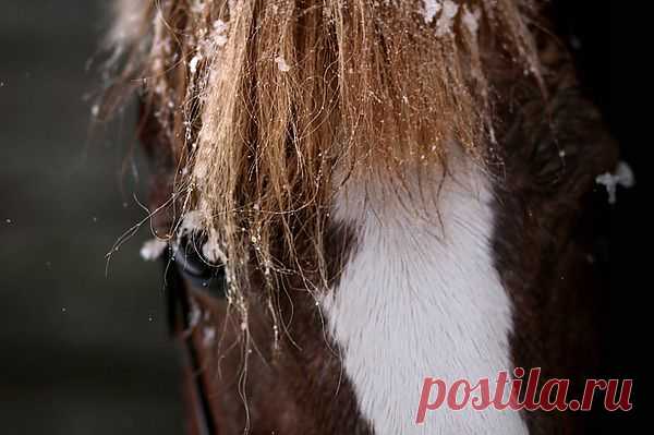 photo: лошадко | photographer: Kuznetsov Kirill | WWW.PHOTODOM.COM