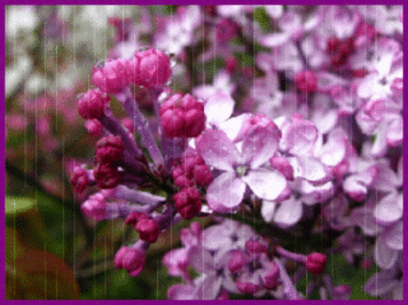 КРАСИВАЯ АНИМАЦИОННАЯ КАРТИНКА. СИРЕНЬ ... Разлей свой райский аромат, и опьяни весь свет собою. Мир новый, чтобы был зачат, в сирени, красочной весною ...