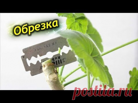 Обрезка герани для пышного цветения весной! Как нужно обрезать пеларгонию.