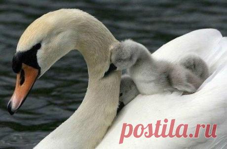 Одноклассники