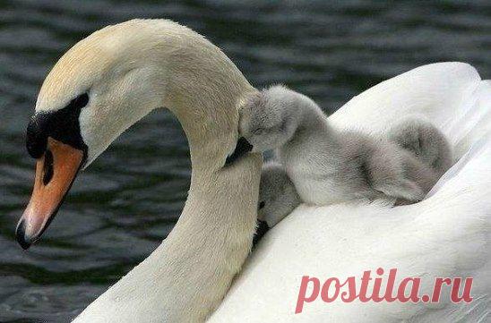 Одноклассники