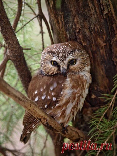 Northern Saw-whet owl, 8x10 unframed print