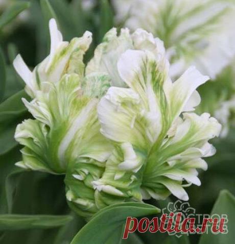 Купить луковицы тюльпанов Super Parrot почтой, низкие цены в интернет-магазине «Остров цветов»