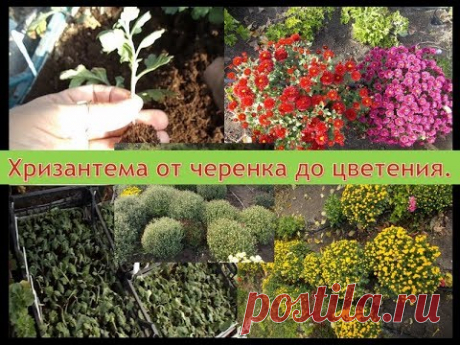 Хризантемы, от  черенка до цветения.