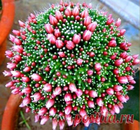 Кактус зацвел!!! Вот это красотища!!!