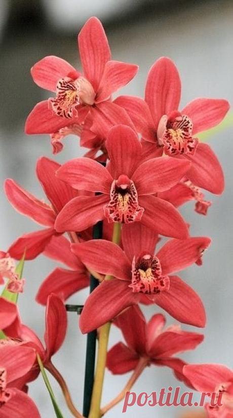 (2) NATALEI