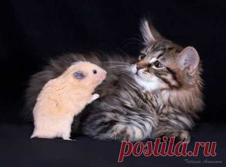 Междусобойчик