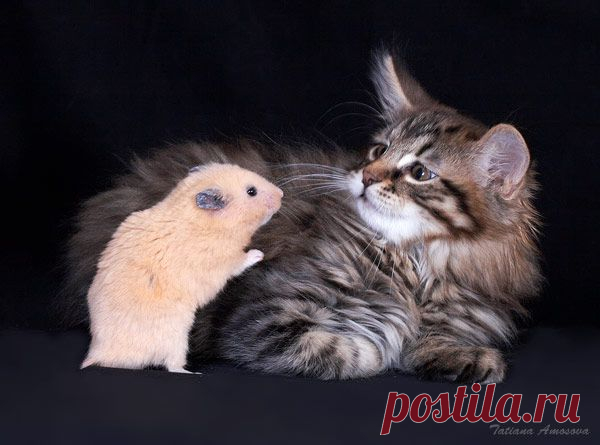 Междусобойчик