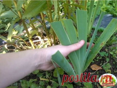 10 СОВЕТОВ ОПЫТНОГО ЦВЕТОВОДА 
 
Если вашим цветочкам не здоровится, не нужно сразу бежать за химией в садовый магазин. Все составляющие этих рецептов вы найдете у себя дома. 
 
1. Избавьтесь от тли с помощью моющего средства. 
Тля любит пастись на свежих молодых побегах. Но вряд ли ей понравится пара капель моющего средства и мокрая тряпка. Одно движение - и тли как не бывало. 
 
2. Долой нелегалов. 
Если в земле завелись крохотные насекомые, которые так и кишат в цветочных горшках, воткните в