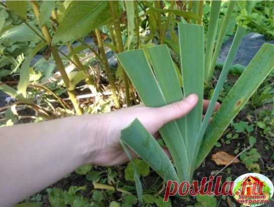 10 СОВЕТОВ ОПЫТНОГО ЦВЕТОВОДА 
 
Если вашим цветочкам не здоровится, не нужно сразу бежать за химией в садовый магазин. Все составляющие этих рецептов вы найдете у себя дома. 
 
1. Избавьтесь от тли с помощью моющего средства. 
Тля любит пастись на свежих молодых побегах. Но вряд ли ей понравится пара капель моющего средства и мокрая тряпка. Одно движение - и тли как не бывало. 
 
2. Долой нелегалов. 
Если в земле завелись крохотные насекомые, которые так и кишат в цветочных горшках, воткните в