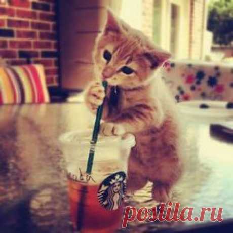 Cat Starbucks ;-)