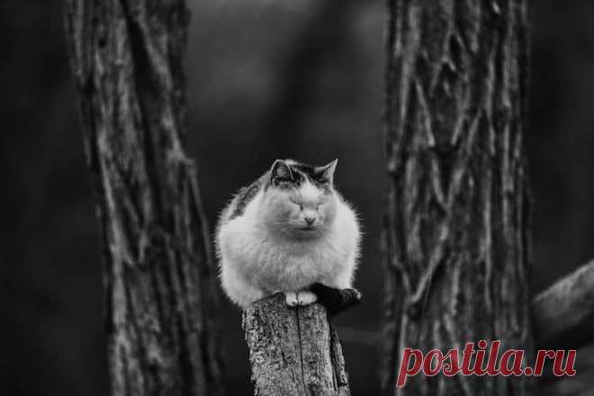 Без кота и жизнь не та: уравновешенные коты-акробаты демонстрируют чудеса баланса » BigPicture.ru