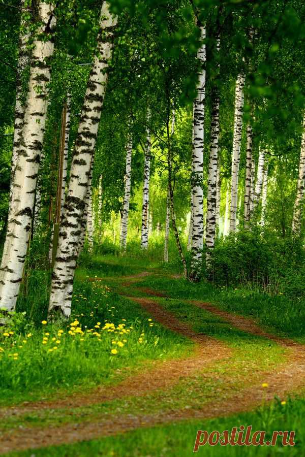 cvece-priroda.tumblr.com/post/100177445134/ponderation-trees-on-green-summer-is-here