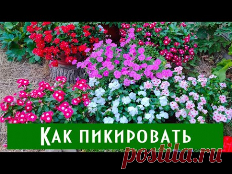 Почему выпали катарантусы? Как правильно пикировать катарантусы?