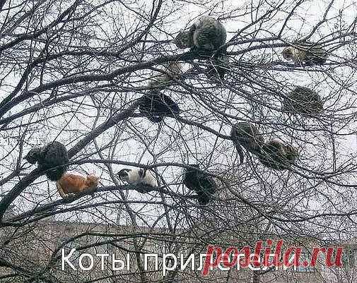хх