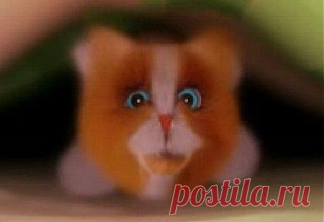 Развлекательный портал Koteiko.ru-всё о котах и кошках -