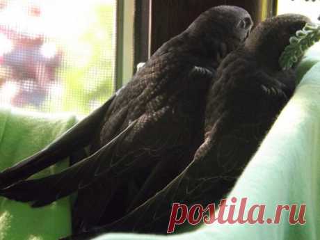 Ирина Ларионова (лялюга)
35 лет, Россия, Полесск