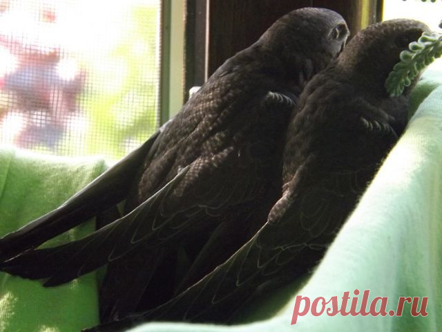 Ирина Ларионова (лялюга)
35 лет, Россия, Полесск