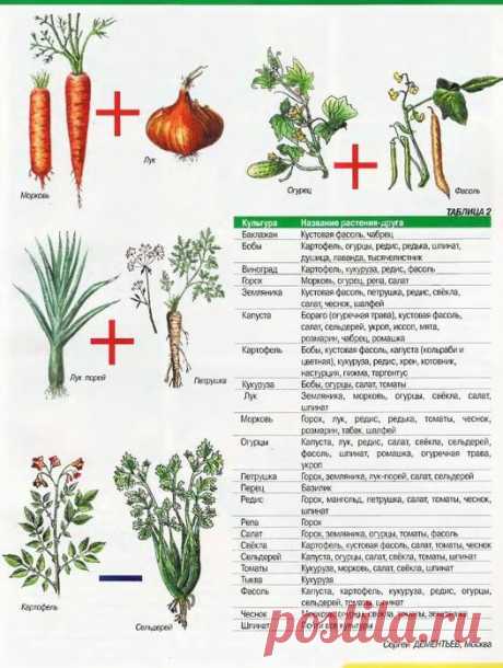 Кто с кем "дружит"