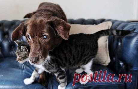 Кошка стала поводырем для слепого пса - koffboy.com