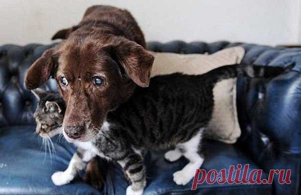 Кошка стала поводырем для слепого пса - koffboy.com