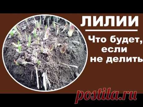 Лилии весной. Что будет с вашими лилиями если их не делить.   Еще сомневаетесь -  смотрите наглядно