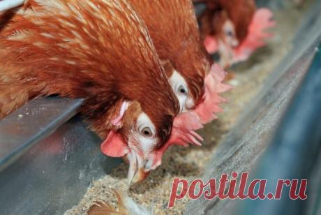 Чем кормить кур, чтобы они лучше неслись
