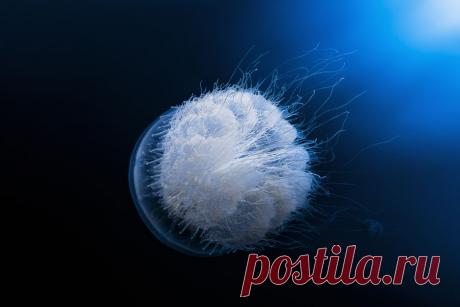 Они прекрасны и опасны… 30 фотографий медуз — Фотоискусство